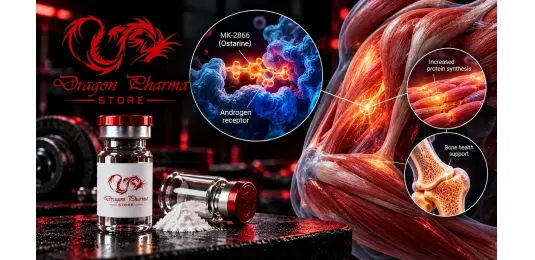 MK 2866 (Ostarine) - Dragon Pharma Research Guide